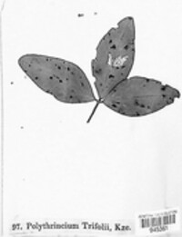 Cymadothea trifolii image